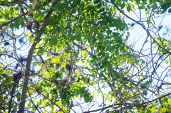 Dalbergia granadillo