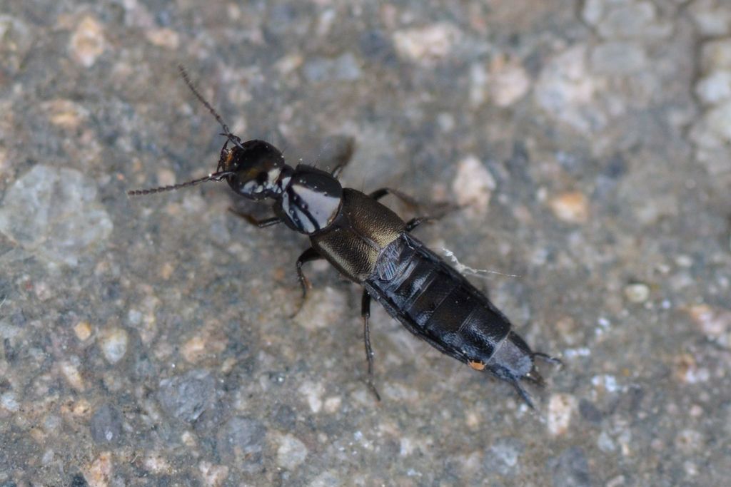 Philonthus tenuicornis
