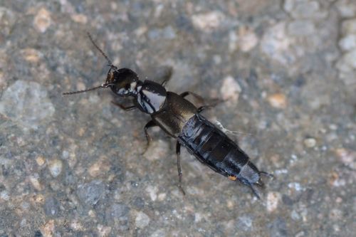 Philonthus tenuicornis