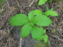 Cardamine constancei