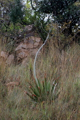 Aloe pretoriensis