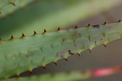 Aloe pretoriensis