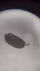 Macroscytus brunneus