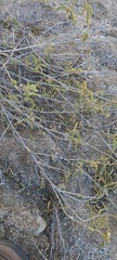 Horsfordia newberryi