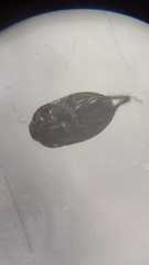 Macroscytus brunneus