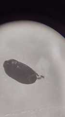 Macroscytus brunneus