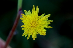 Sonchus dregeanus