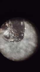 Macroscytus brunneus