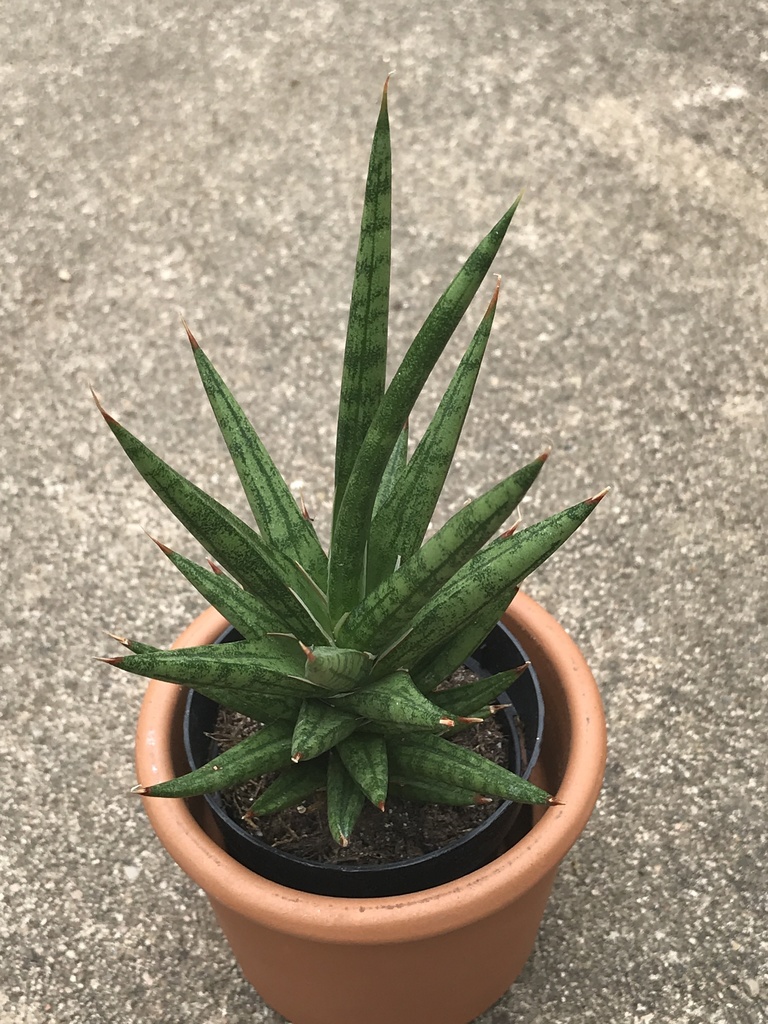 Sansevieria francisii Chahin.