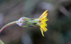 Sonchus dregeanus