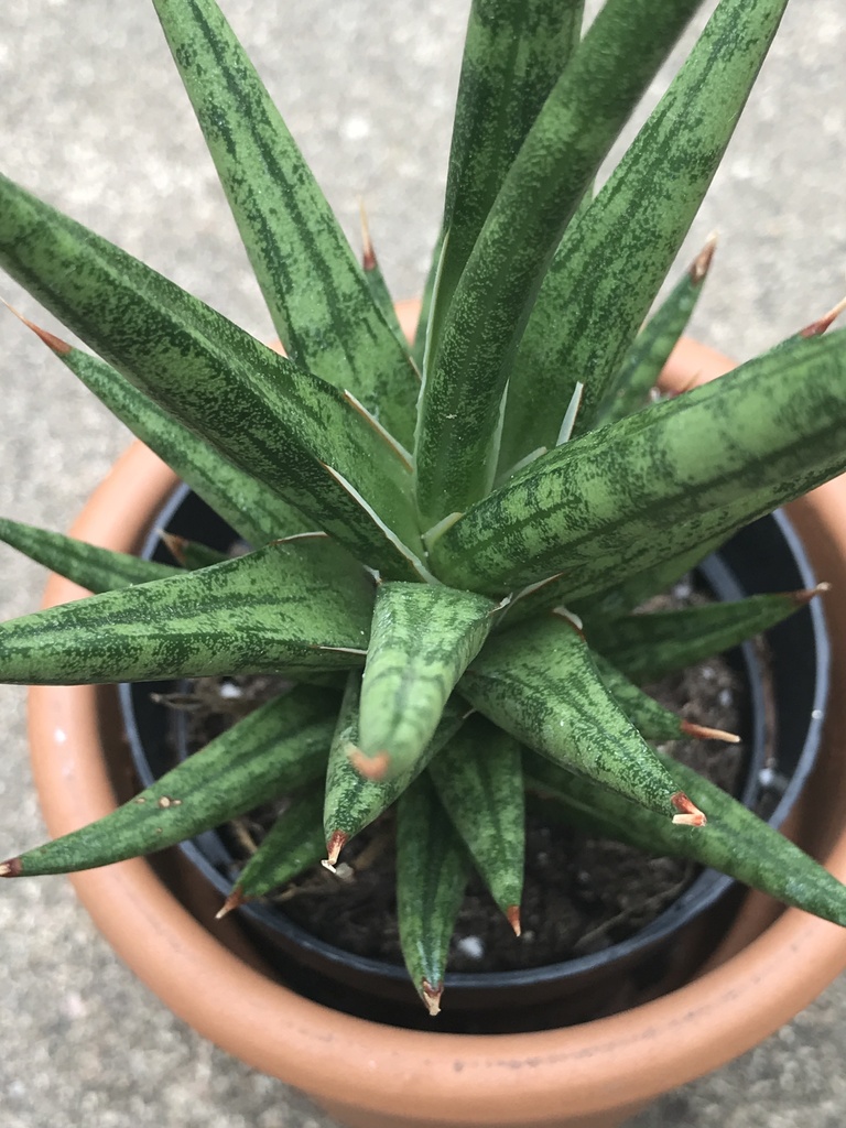 Sansevieria francisii Chahin. 2
