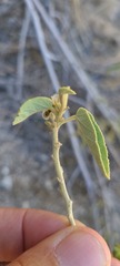 Horsfordia newberryi