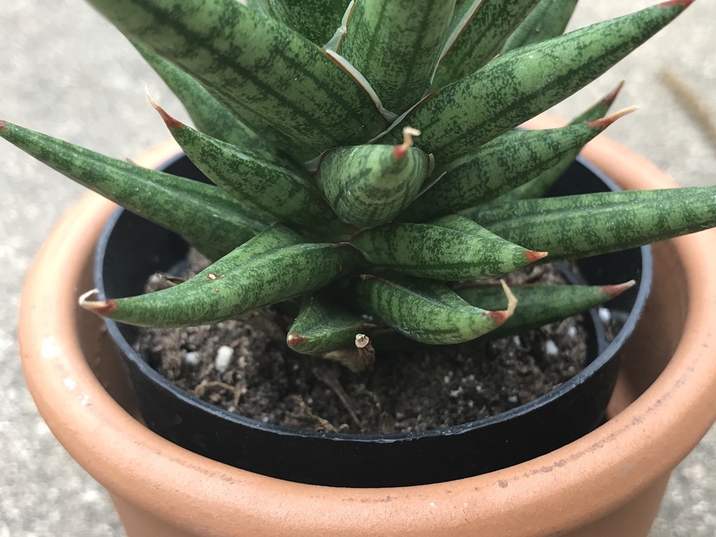 Sansevieria francisii Chahin. 3