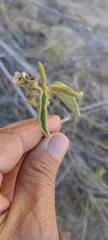Horsfordia newberryi