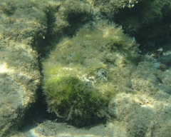 Synanceia verrucosa