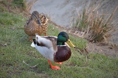 Anas platyrhynchos