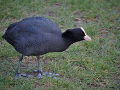 Fulica atra