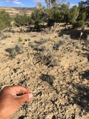 Cordylanthus wrightii