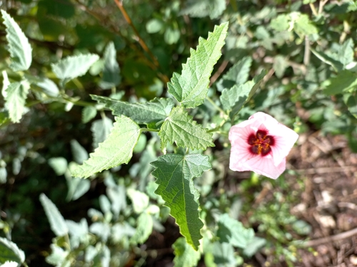 Pavonia xanthogloea, photograph 5