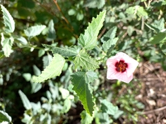 Pavonia xanthogloea