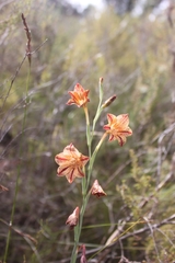 Gladiolus emiliae