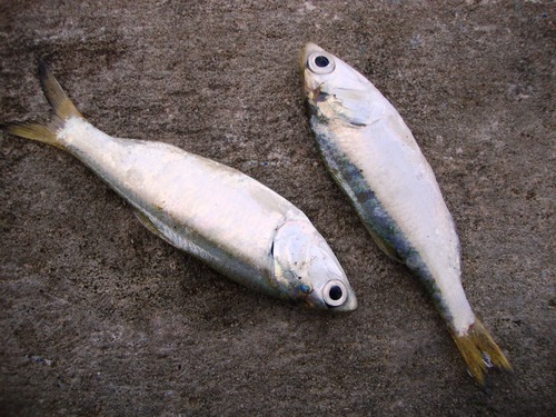 Atlantische sardienansjovis (Cetengraulis edentulus) — Engraulidae — 4