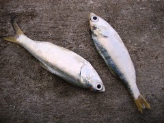 Cetengraulis edentulus