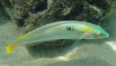 Halichoeres scapularis