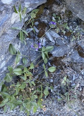 Bituminaria