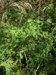 Galium andrewsii