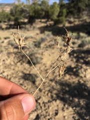 Cordylanthus wrightii