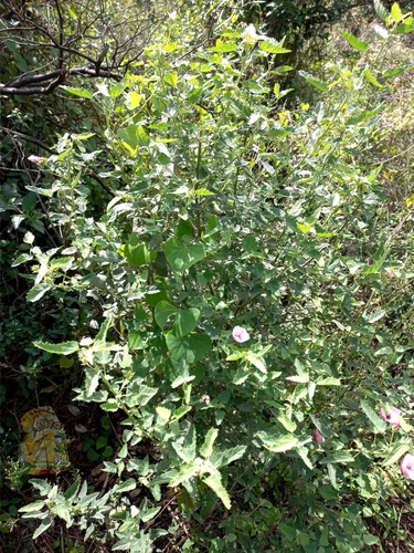 Pavonia xanthogloea, photograph 6