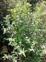 Pavonia xanthogloea