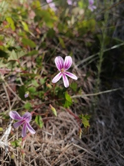 Pelargonium pseudosetulosum