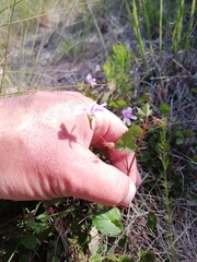 Pelargonium pseudosetulosum