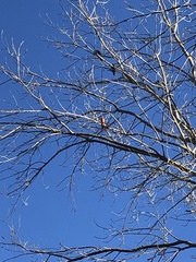 Cardinalis