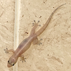 Gehyra mutilata