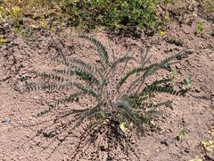 Astragalus trichopodus