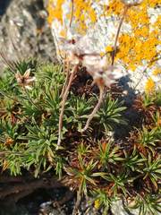 Armeria pubigera