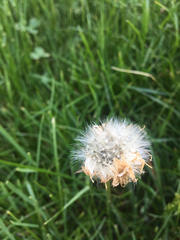 Taraxacum erythrospermum