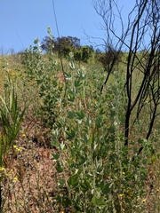 Malacothamnus fasciculatus nuttallii