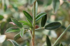 Stylosanthes fruticosa