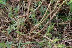 Stylosanthes fruticosa