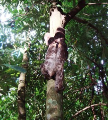 Bradypus variegatus trivittatus