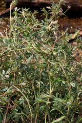 Stylosanthes fruticosa