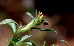 Stylosanthes fruticosa