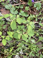 Euphorbia mercurialina
