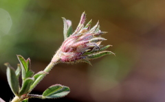 Stylosanthes fruticosa