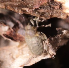 Ceutorhynchus obstrictus