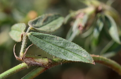 Stylosanthes fruticosa